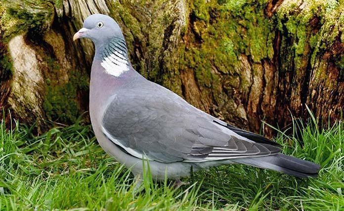 Κυνήγι Φάσας: Συμβουλές για Αποτελεσματικά Καρτέρια & Ανάλυση Συνηθειών